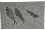 Multiple Fossil Fish (Diplomystus & Knightia) Plate - Wyoming #211231-1